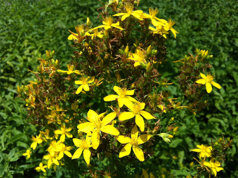 セントジョンズワート