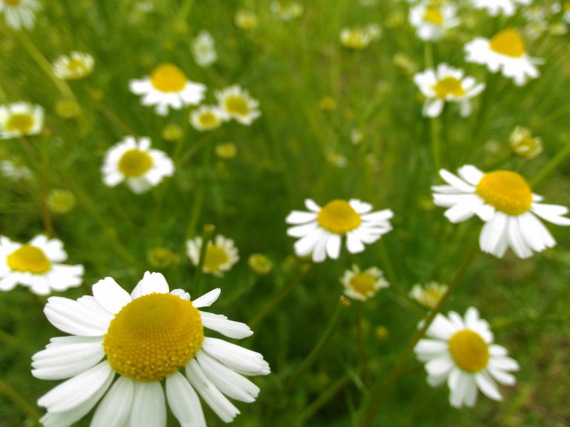 ジャーマンカモミール