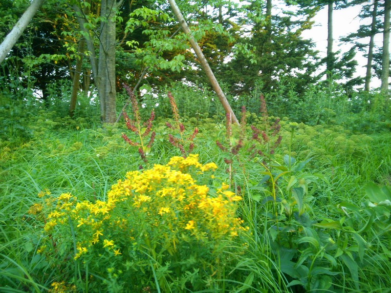 IMG_20170714_182417-01