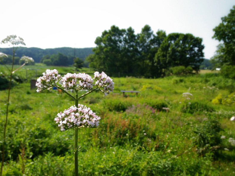 ヴァレリアン（バレリアン）