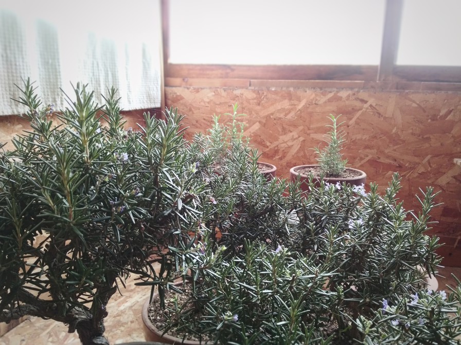 ローズマリー越冬中