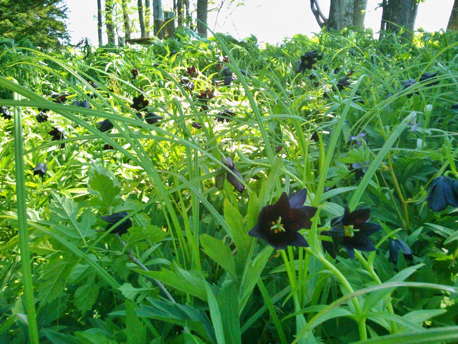 黒百合がいっぱい