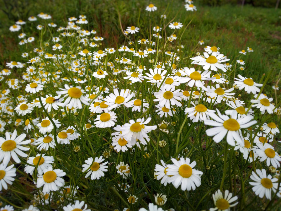 ジャーマンカモミール