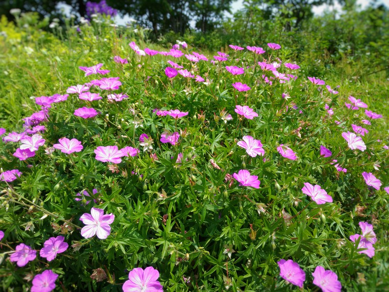 ジェラニウム（ゼラニウム）