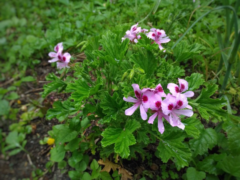 ペラルゴニウム, フレンシャムレモン