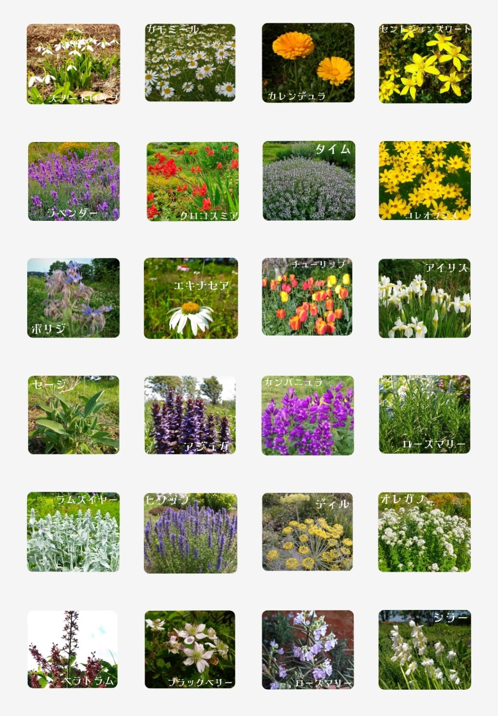 LINEスタンプ：魔女花ハーブガーデン